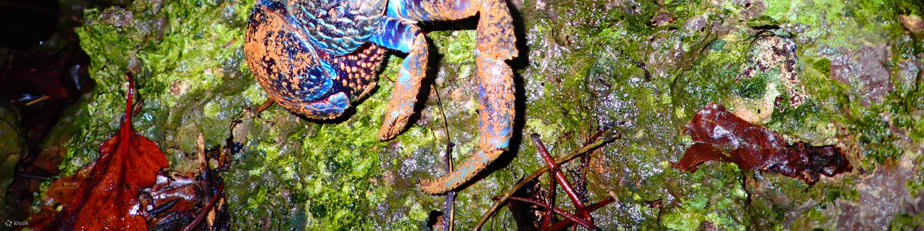 [Miyako Island/Night] Stargazing & Jungle Night Tour